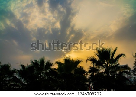 palm trees at sunset

