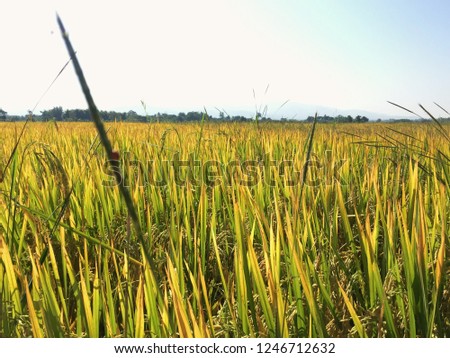 Yellow rice with sun light