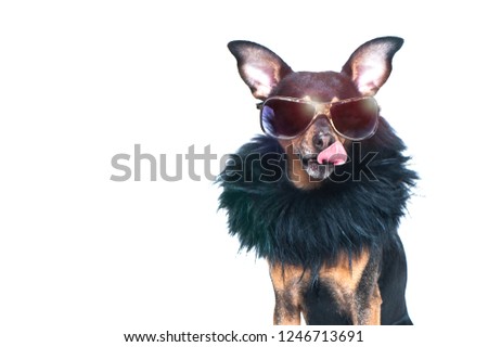 Stylish, chic dog  isolated , diva in a fur coat and glasses licked in anticipation of purchases and discounts. Fashion and shopping concept Royalty-Free Stock Photo #1246713691