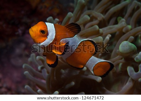 A False clownfish (Amphiprion ocellaris), found throughout the Indo-West Pacific, usually lives with its host, the Magnificent anemone (Heteractis magnifier).