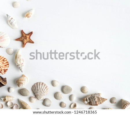 Wooden background white with shells. Frame with seashells on a white background. Sea background