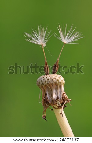 dandelion seeds being blown away, leaving only a small part, alone, the picture is very creative.