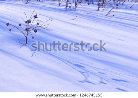 A small willow bush and long shadows on the shiny snow in the winter forest. Beautiful winter picture. Diagonal composition. Wallpapers, winter background for Christmas and new year themes.