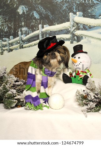 A little shih tzu dog poses as a snowman in the snow.