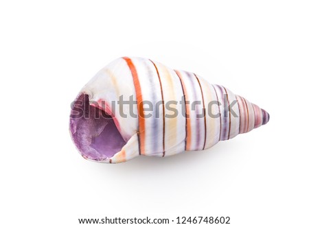Candy Cane Snail Shell or Liguus Virgineus Shell. High definition 16 individual images focus stacked blended together for extra fine detail. Liguus Virgineus Land Snail Candy Cane Shell. Hispaniola.