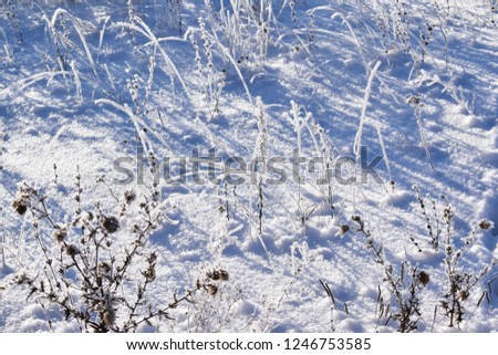 Frost on the branches of plants.Winter meadows.