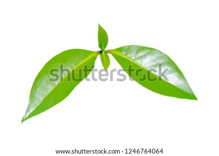 Elaeocarpus hygrophilus, Leaves are smooth, leaf stalk isolated on white background (Fruit is oval, green)