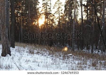 Landscape of winter forest at sunset