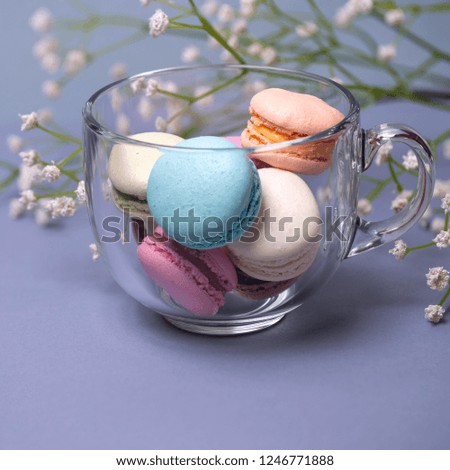 Colorful macaroons in a large glass cup and Gypsophila flower on a gray-blue background. Pastel colors