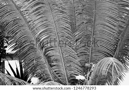 Monochrome tropical palm leaves