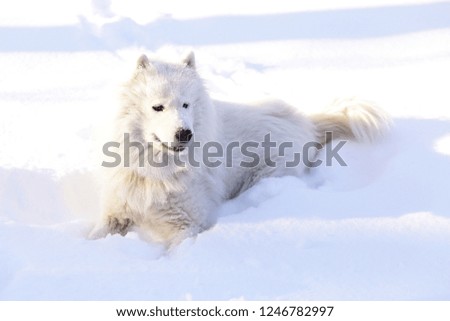 Beautiful dog Samoyed in the forest in the park on the snow
