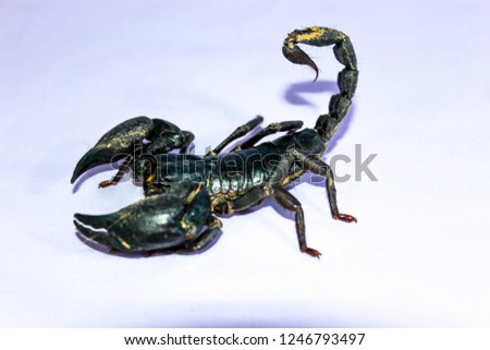 Black scorpion on a white background.