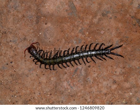 Close up of Centipedes on the ground. (Scientific name Chilopoda)