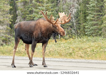 Moose on the street in the Canadian Rocky Mountains, Kananaskis Country Royalty-Free Stock Photo #1246832641