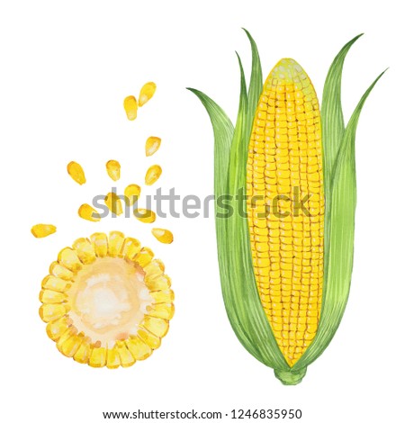 Corn. Hand drawn watercolor painting. Illustration  on white background