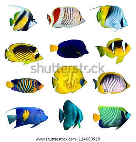 Tropical fish collection on white background. Royalty-Free Stock Photo #124683919