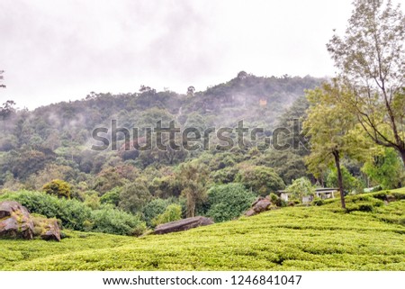 Tea plantations Landscape pictures of Sri Lanka