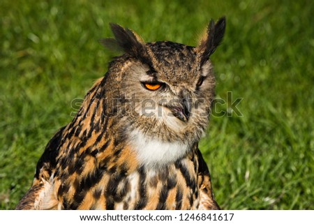 Eaurasian Eagle Owl Bird of Prey