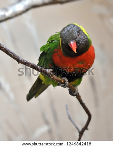 Curious stare of the Mitchell's lorikeet (Trichoglossus forsteni mitchelli)