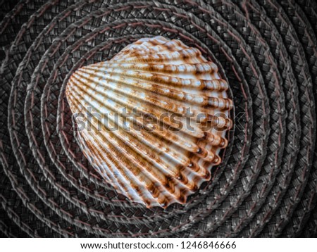 Shells' picture the purple natural dark background disc with decoration background
