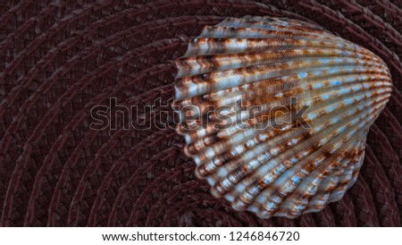 Shells' picture the purple natural dark background disc with decoration background