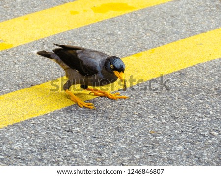 Different species of birds in the streets of Singapore