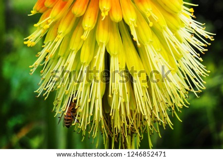 the bee is collecting nectar in a hairy flower