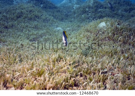 threadfin butterflyfish and sea grass