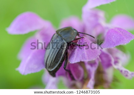 The peltis grossa bug on flower
