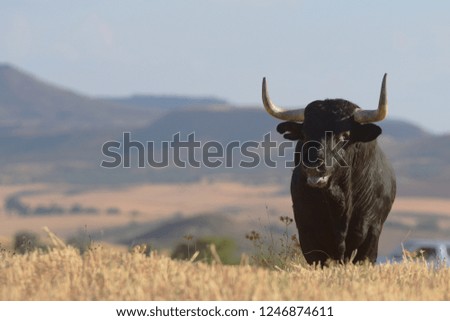 spectacular spanish bull Royalty-Free Stock Photo #1246874611