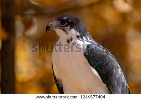 Augur Hawk Close Up in Wooded area