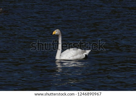 A whooper swan (Cygnus cygnus) on a blue water surface.