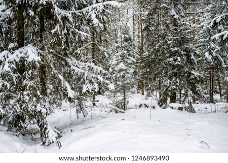 Snow-covered pine forest on a cloudy winter day. Lahemaa national park, Estonia