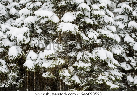 Snow-covered pine forest on a cloudy winter day. Lahemaa national park, Estonia