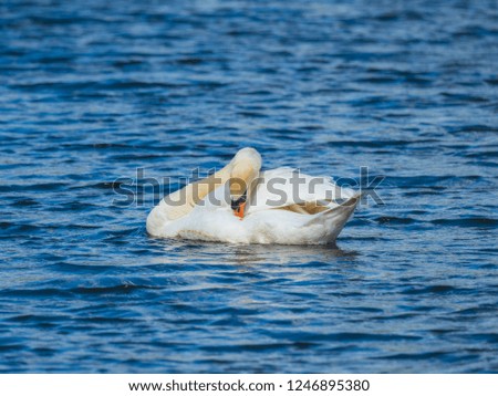 Swan on Water