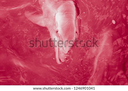 Red view of the dolphin in the water