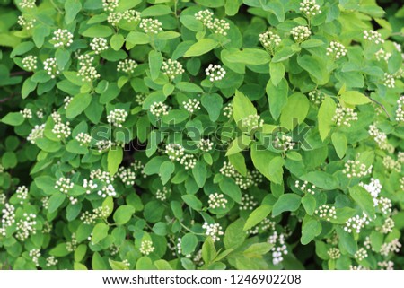 bright and juicy picture of spring flowers Asklepias. Spring awakening of nature