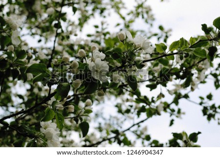 bright and juicy picture of spring flowers of apple. Spring awakening of nature
