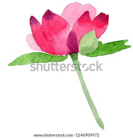 Pink peony. Floral botanical flower with green leaves and buds. Isolated peony illustration element. Watercolor background illustration set on white background.