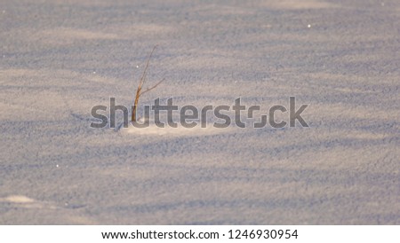 grass frozen in the snow field on winter