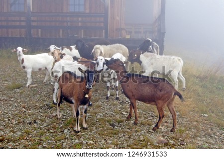 sheep and goats in the foggy mountain
