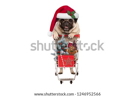cute happy seasonal pug puppy dog with shopping cart full of christmas decoration, candy and tree, isolated on white background