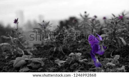 A little purple flower in a garden with blurred buildings in the background.