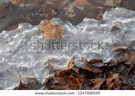 Ice-covered leaves of trees. Ice on the lake shore in central europe. Season winte