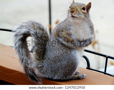 Standing Squirrel with  Paws Together