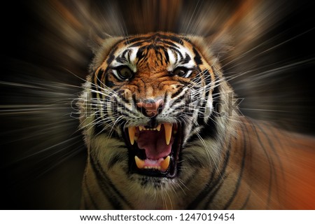 Angry face of sumatran tiger, animal angry