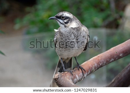 Long-tailed mockingbird sitting on branch