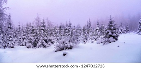 Beautiful winter landscape with fresh snow covered spruce trees,mountain forest at winter day,fog, White negative space for text.Can be used as christmas or new year photo background.
