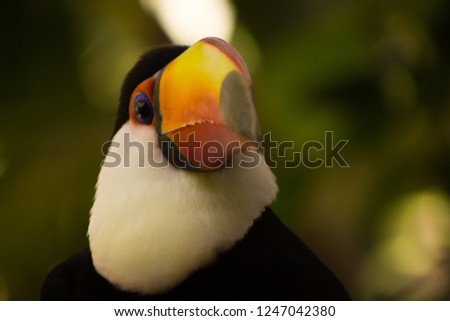 A profile Toucan 