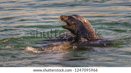 A sunset profile of a swimming seal with only the head and neck visible above the water